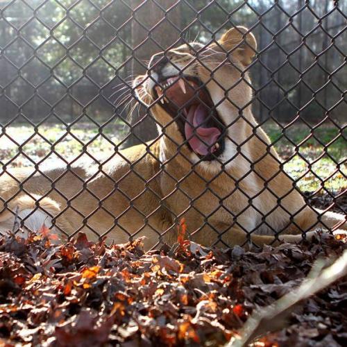 Chain Link Fence Solutions | Secure & Durable Zoo Enclosures