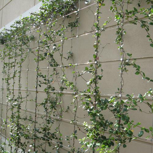 China Stainless Steel Rope Mesh Green Wall
