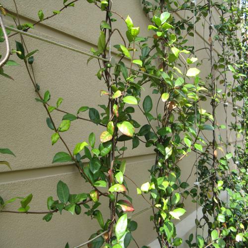 Rope Mesh Green Wall: Trellis System for Climbing Plants