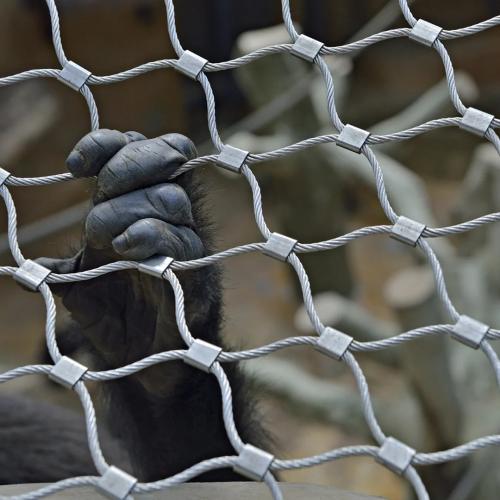 Zoo Animal Mesh Fence: China Wire Mesh Factory Price