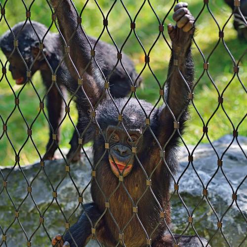 Zoo Mesh for Sale: A Detailed Overview China Reliable Factory